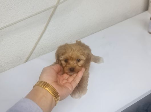 Teacup Minnaklarım Tuvalet Eğitimli