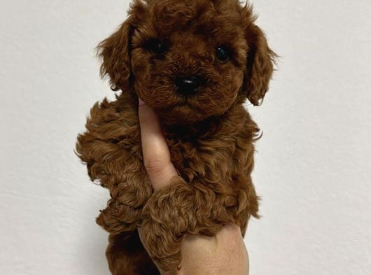 Toy Poodle Sevi̇mli̇ Yavrular Ev Üreti̇mi̇ görsel