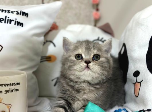 Safkan  Yavrularımız Yeni Sahiplerini Arıyor görsel