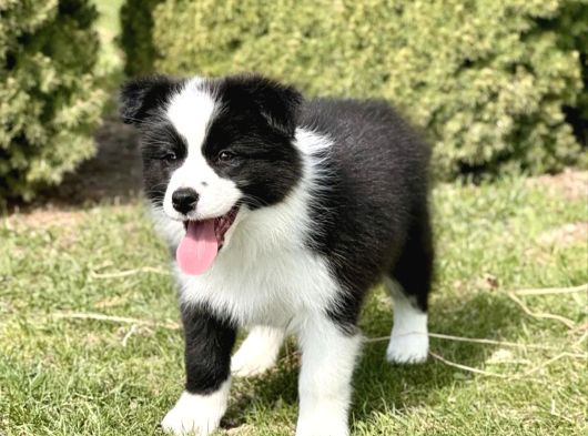 Border collie mükemmel yavrularımız