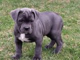 Cane Corso En Kalitelisi Bizde Var