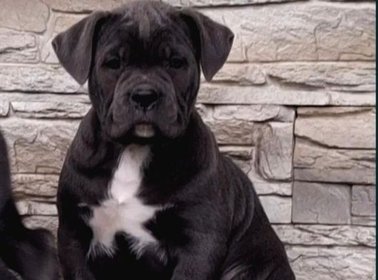 Cane Corso En Kalitelisi Bizde Var görsel