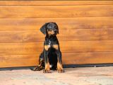 King boy ırkının en özel Doberman yavruları