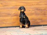 King Boy Irkının En Özel Doberman Yavruları