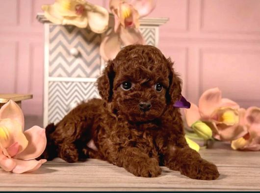 Irkının en güzeli toy poodle yavrular