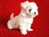 Kore kan mükemmel güzellikte maltese terrier