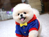 Tedy Bear Pomeranian Boo