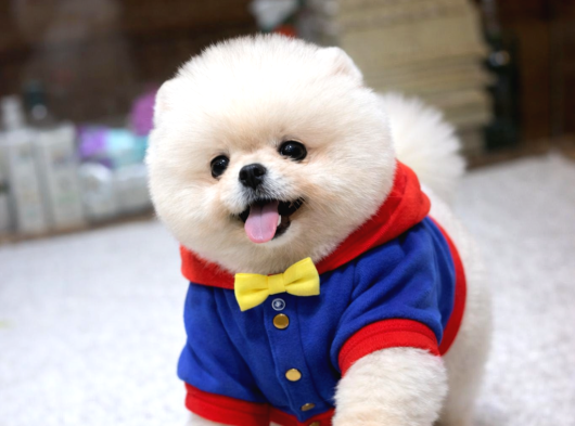 Tedy Bear Pomeranian Boo görsel