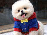 Tedy Bear Pomeranian Boo