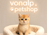 Vonalp Pet Garantisiyle Efsane Güzelli̇kte Ny12 Yavrular