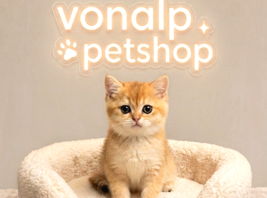Vonalp Pet Garantisiyle Efsane Güzelli̇kte Ny12 Yavrular
