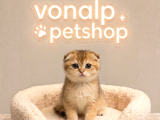 Vonalp Pet Garantisiyle Efsane Güzelli̇kte Ny12 Yavrular