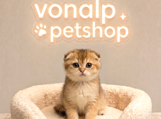 Vonalp Pet Garantisiyle Efsane Güzelli̇kte Ny12 Yavrular görsel