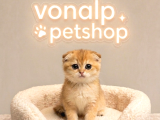 Vonalp Pet Garantisiyle Efsane Güzelli̇kte Ny12 Yavrular
