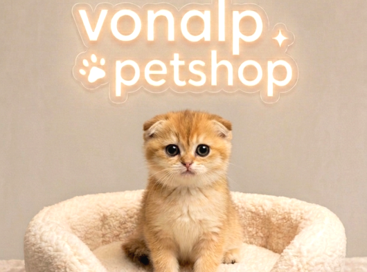 Vonalp Pet Garantisiyle Efsane Güzelli̇kte Ny12 Yavrular görsel