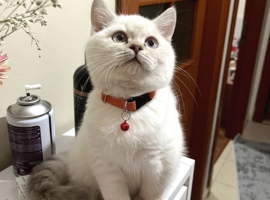 Top Kafa Di̇şi̇ görsel