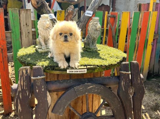 İmperial Pekines Yavrumuz