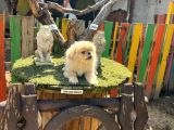 İmperial Pekines Yavrumuz