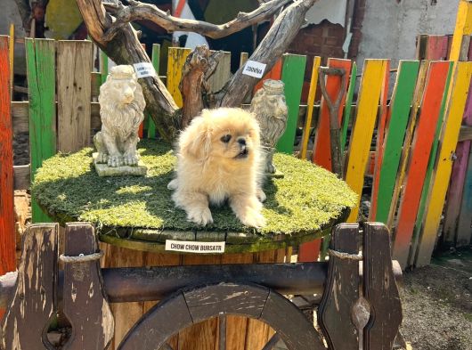 İmperial Pekines Yavrumuz görsel