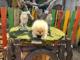 İmperial Pekines Yavrumuz
