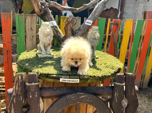 İmperial Pekines Yavrumuz görsel