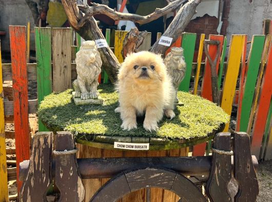 İmperial Pekines Yavrumuz görsel