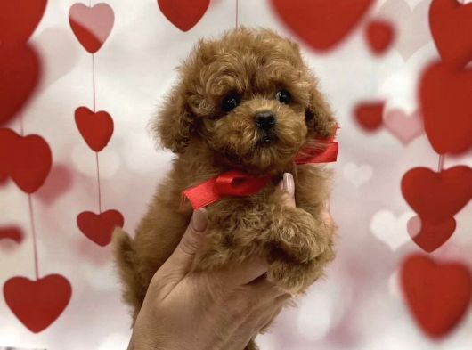 Show Kalite Toy Poodle Yavrular görsel
