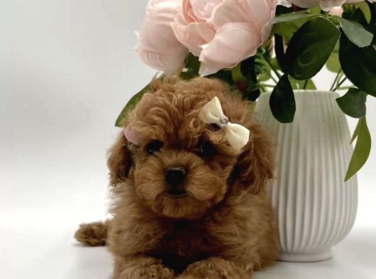 Show Kalite Toy Poodle Yavrular görsel