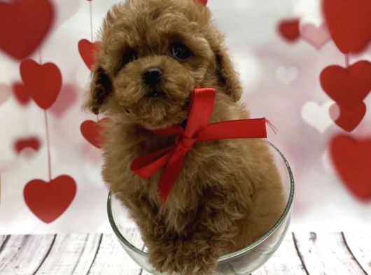 Show Kalite Toy Poodle Yavrular görsel