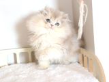Safkan Pofuduk British Longhair Ay11 Erkek