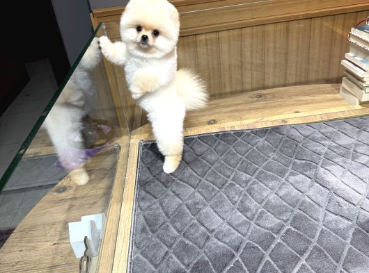 Krem Pomeranian Yavrumuz görsel