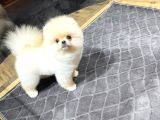 Krem Pomeranian Yavrumuz