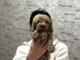 UYGUNN DİŞİ POODLE YAVRU AŞILII