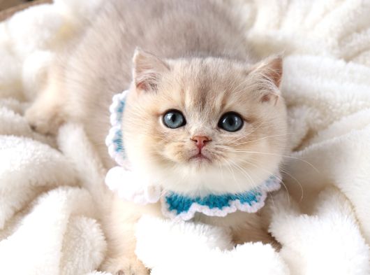 Safkan Teddy Surat Bri̇ti̇sh Shorthai̇r görsel