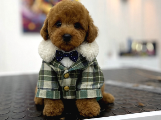 Irk Ve Sağlık Garantili Toy Poodle Erkek Yavrumuz görsel