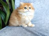 Irkının En Güzelleri British Longhair Golden Yavrularımız