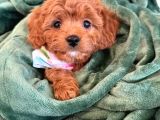 KAHVE TONLU MALTİPOO CİNSİ YAVRULAR