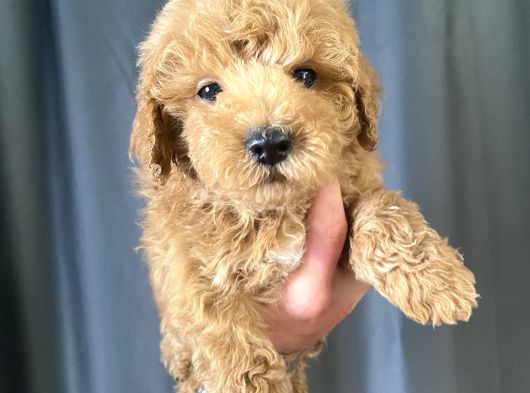 Mi̇ni̇ Boy Maltipoo Oğlumuz