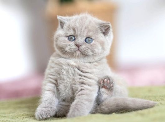 Özel Rengiyle Lilac British Shorthair Yavrumuz görsel