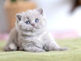 Özel Rengiyle Lilac British Shorthair Yavrumuz