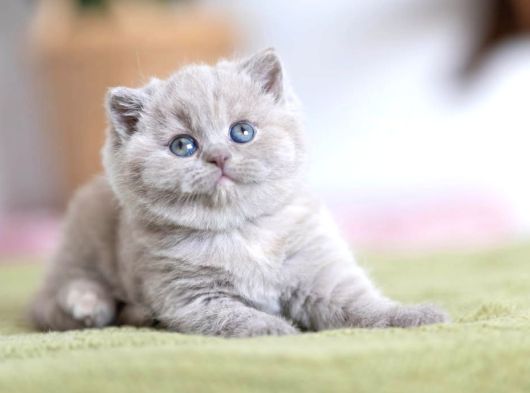 Özel Rengiyle Lilac British Shorthair Yavrumuz görsel