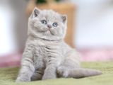 Özel Rengiyle Lilac British Shorthair Yavrumuz