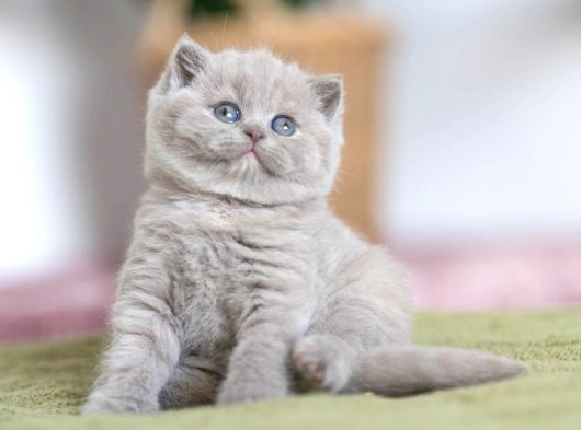 Özel Rengiyle Lilac British Shorthair Yavrumuz görsel