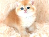 Altın Gibi Parlayan Golden British Shorthair