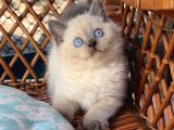 Masmavi Gözleriyle BluePoint British Shorthair