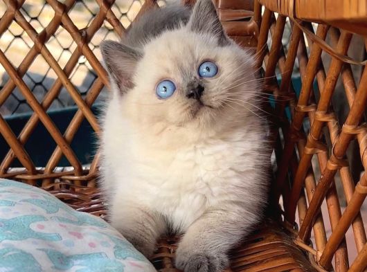 Masmavi Gözleriyle BluePoint British Shorthair
