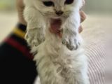 British Longhair