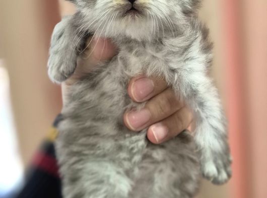 British Longhair görsel