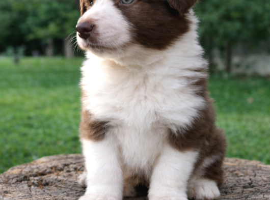 A Kalite Irk Garantili Border Collie Yavruları görsel