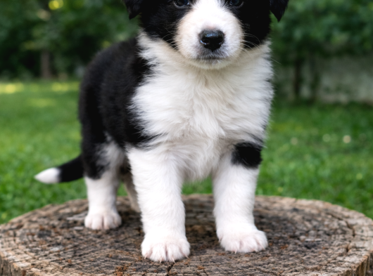 A Kalite Irk Garantili Border Collie Yavruları görsel
